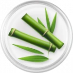 Bamboo