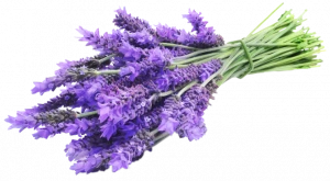 lavender