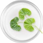 Gotu Kola