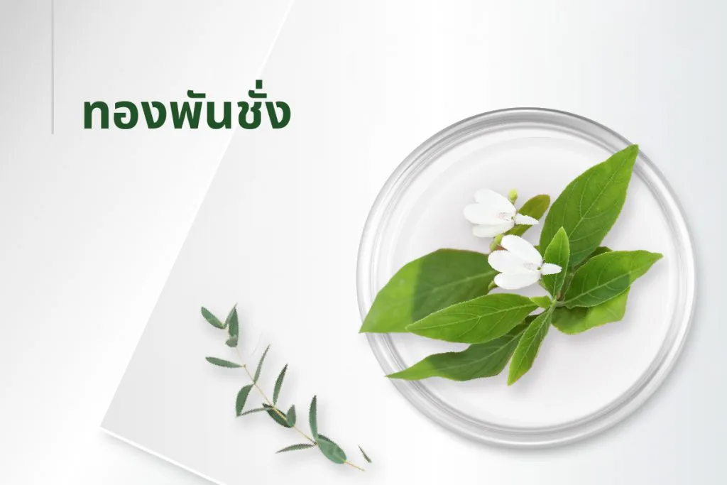 The 15 extracts — Rhinacanthus Nasutus