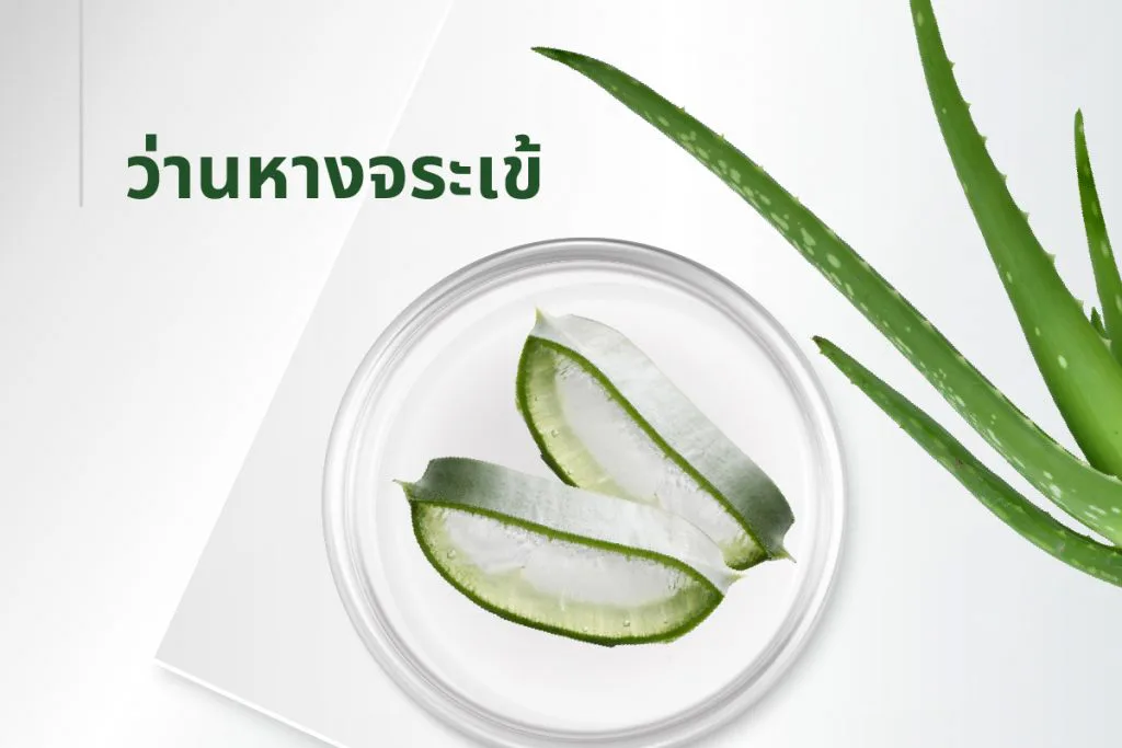 The 15 extracts — Aloe Vera