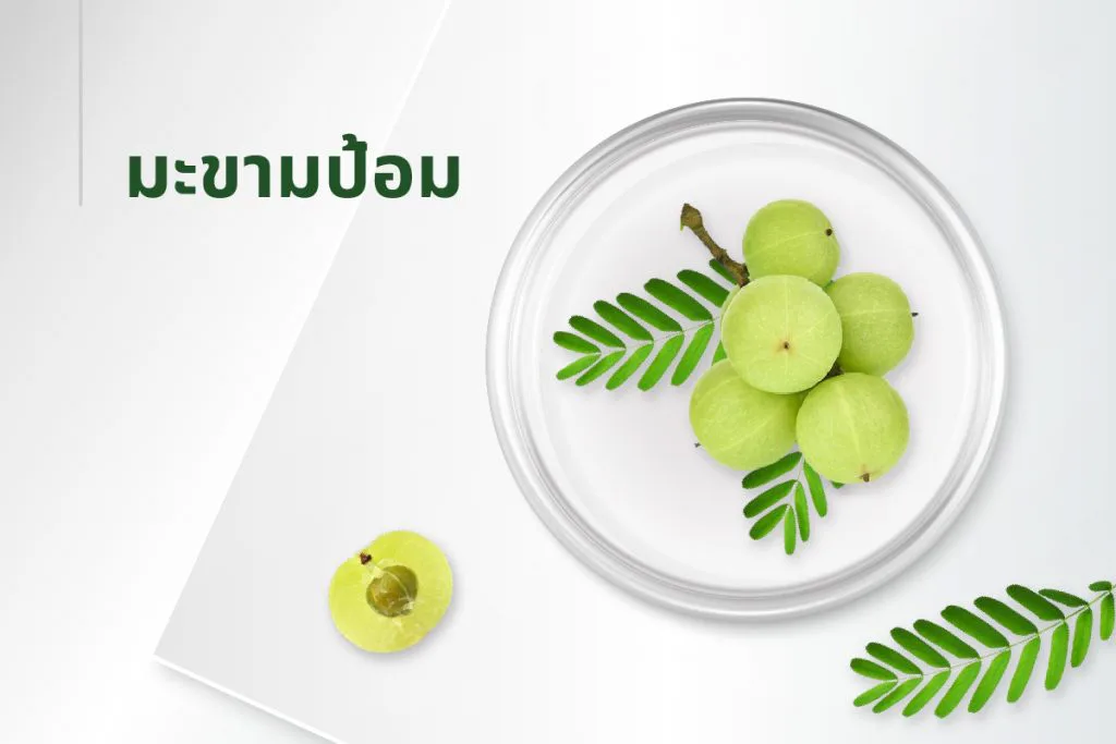 The 15 extracts — Indian Gooseberry (Amla)