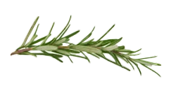 Rosemary