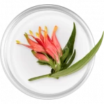 Sabah Snake Grass (Clinacanthus)