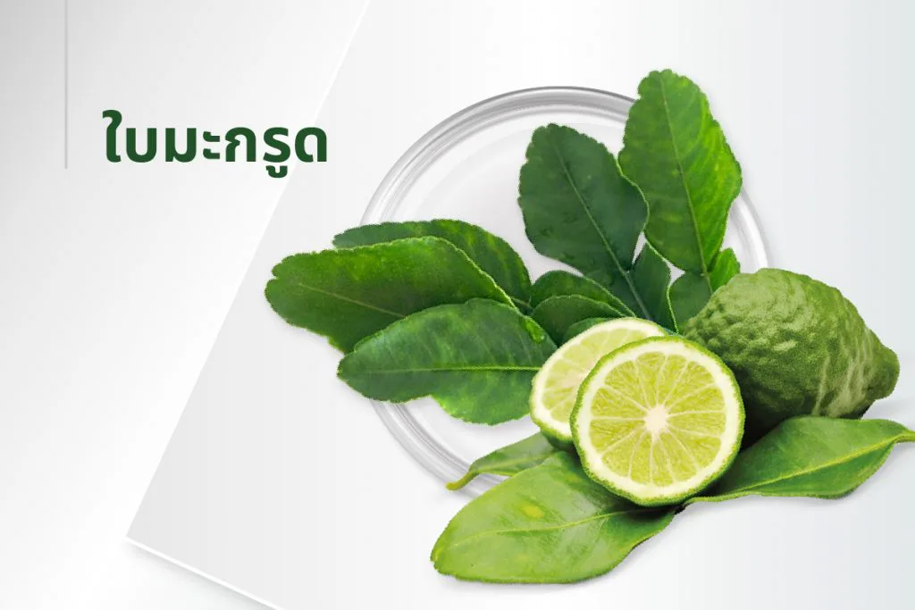 The 15 extracts — Kaffir Lime