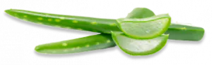 ရှားစောင်း (Aloe vera)