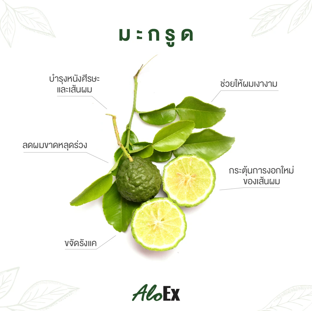 Kaffir Lime ရှောက်သီး