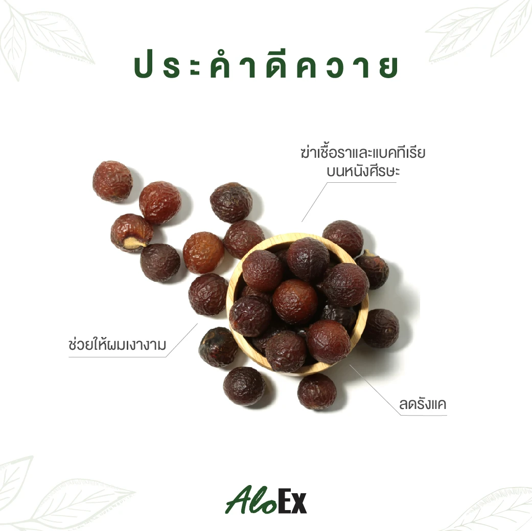 Rhinacanthus Nasutus ဆေးဖက်ဝင်အပင်