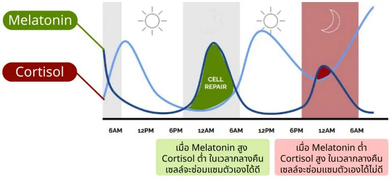Melatonin နှင့် cortisol