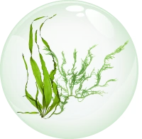 Densidyl bubble