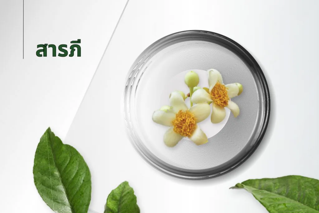 The 15 extracts — Mammea Siamensis