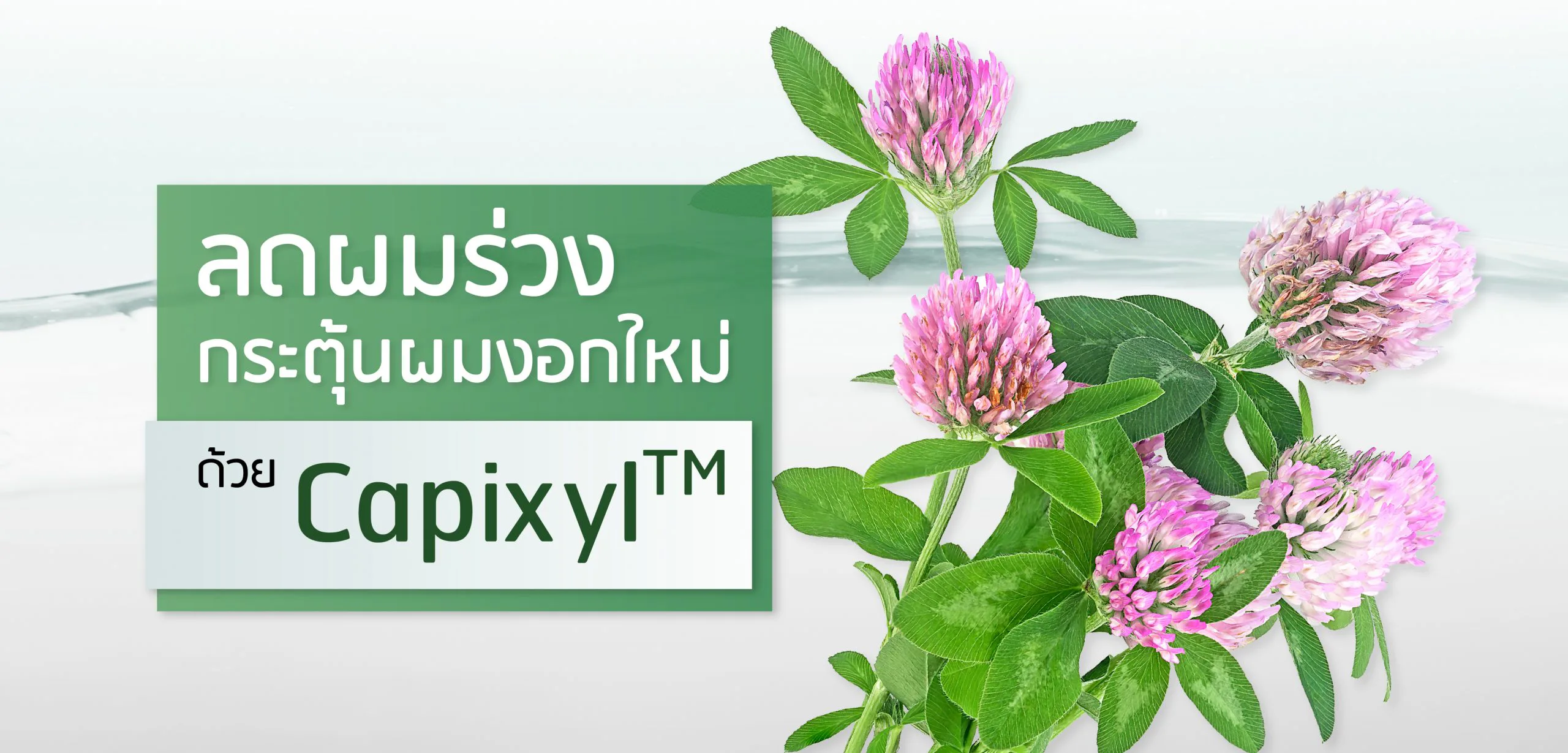 Capixyl ลดผมร่วง เพิ่มผมงอกใหม่
