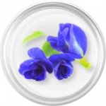 Butterfly Pea
