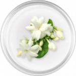 Jasmine