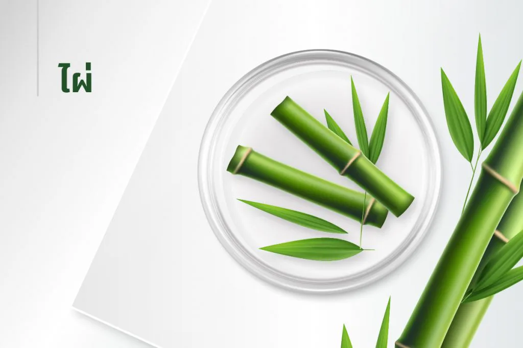 The 15 extracts — Bamboo