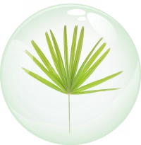 Saw Palmetto bubble