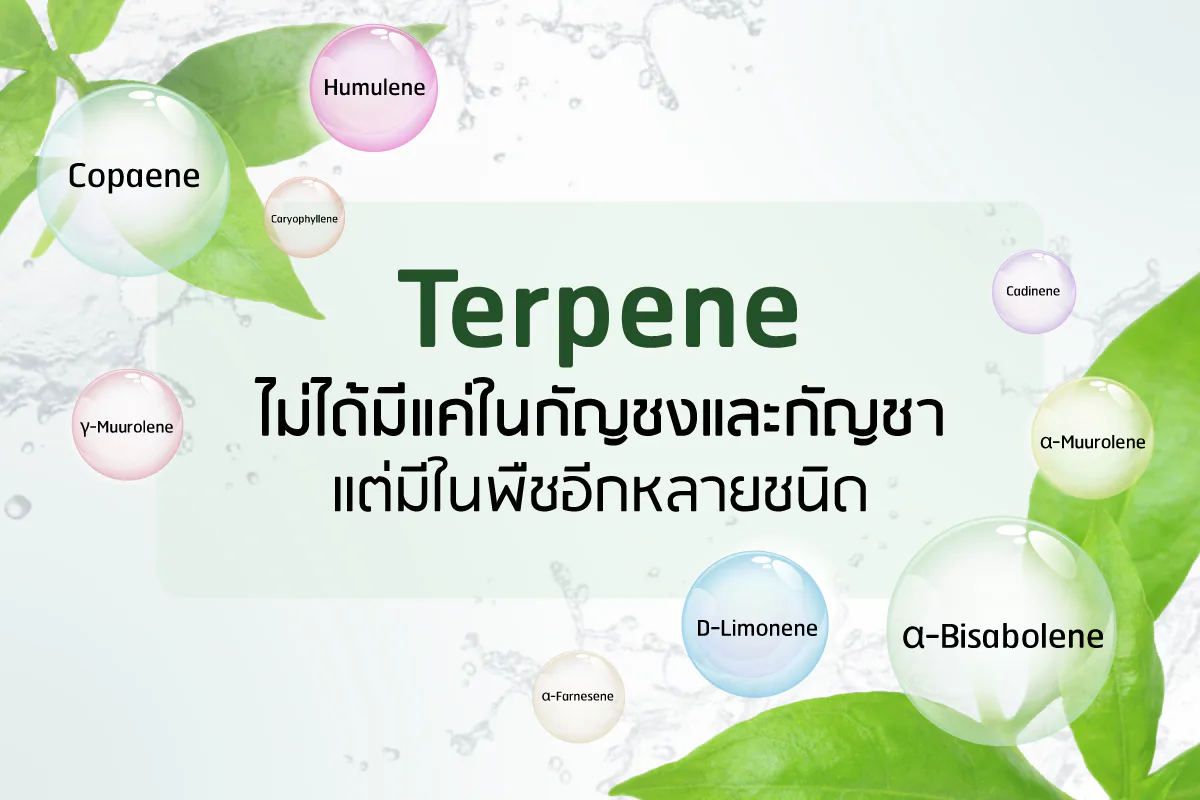 Terpenes help reduce hair fall