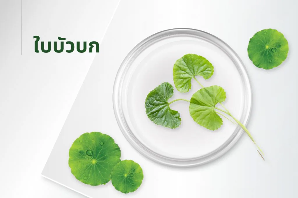 The 15 extracts — Gotu Kola