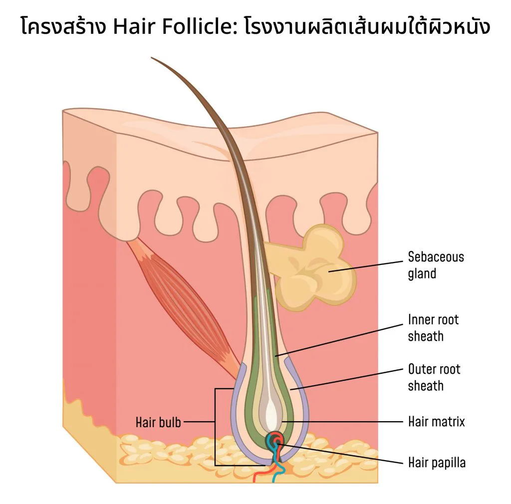 Hair-root structure