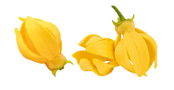 Ylang Ylang
