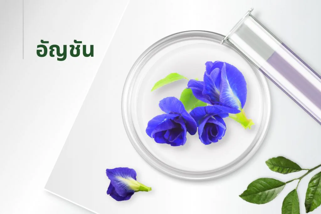 The 15 extracts — Butterfly Pea Flower