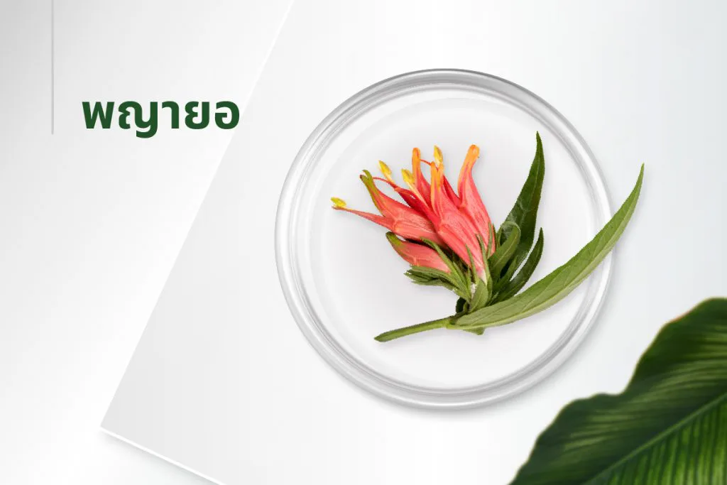 The 15 extracts — Sabah Snake Grass (Clinacanthus)