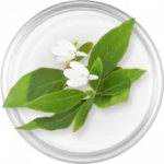 Rhinacanthus Nasutus