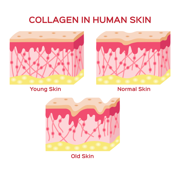 collagen in human skin